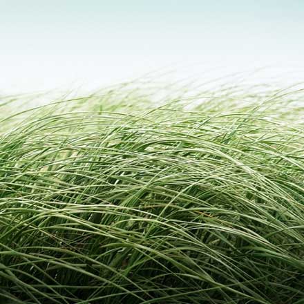 動きのある草や枯れ葉のテクスチャまとめ 25 Lovely Grass Texture Collection Designdevelop