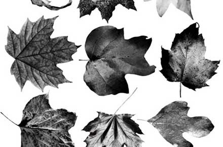 葉っぱの表現力が上がるphotoshopブラシまとめ 20 Sets Of Free Leaf Brushes For Photoshop Designdevelop