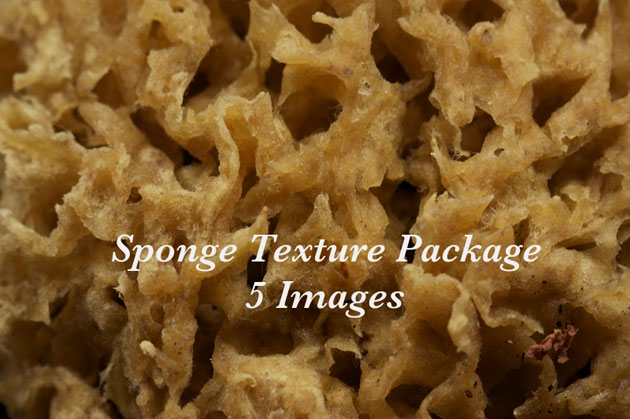 sponge4