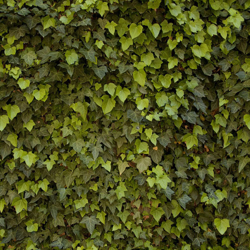 leaves3
