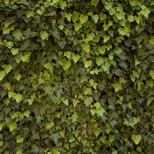 継ぎ目なく敷き詰められる葉っぱテクスチャを紹介した Free Seamless Leaf Textures For Your Nature Inspired Designs Designdevelop