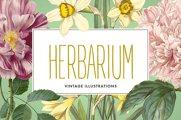 細部まで緻密に描かれたクラシカルなボタニカルアート素材 Vintage Herbarium のご紹介 Webデザイン参考記事まとめアプデ